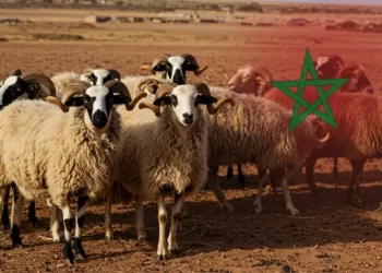 إلغاء شعيرة عيد الأضحى في المغرب سنة 2025: بين الضرورة والمأزق