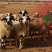إلغاء شعيرة عيد الأضحى في المغرب سنة 2025: بين الضرورة والمأزق