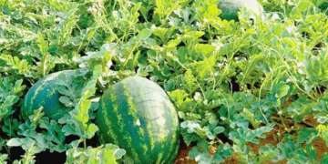 برلمانيون يحذرون من أزمة العطش ويدعون لوقف زراعة البطيخ في الواحات
