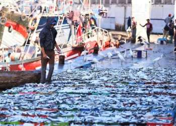 انخفاض مفرغات الصيد الساحلي والتقليدي في ميناء العيون بنسبة 28%
