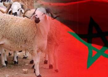 عيد أضحى بلا أضاحي.. المغرب يشهد آخر احتفال بلا ذبح