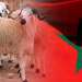 عيد أضحى بلا أضاحي.. المغرب يشهد آخر احتفال بلا ذبح
