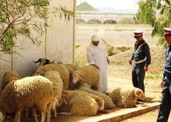 سرقة  تهز دوار درمنات.. “الفراقشية” يضربون من جديد في شفشاون