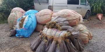 مطاردة ليلية تنتهي بإحباط عملية تهريب 250 كلغ من الكيف بإقليم اشتوكة آيت باها