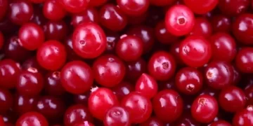 المغرب يرتقي إلى رابع أكبر مصدّر عالمي للتوت الأزرق بنمو غير مسبوق في صادراته الزراعية