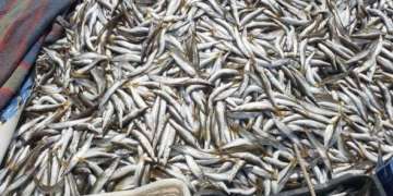 إحباط محاولة تهريب أزيد من 900 كيلوغرام من الأسماك بميناء الداخلة