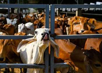 الحكومة تتجه لإقرار إعفاء جديد من رسوم استيراد الأبقار الموجهة للذبح