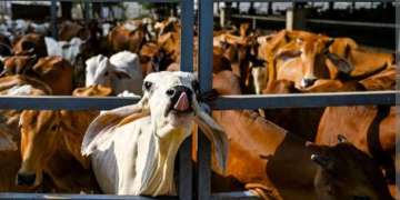الحكومة تتجه لإقرار إعفاء جديد من رسوم استيراد الأبقار الموجهة للذبح