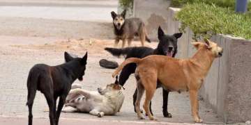 الحكومة تقر مشروع قانون لتنظيم الحيوانات الضالة وسط جدل حقوقي قبيل كأس العالم 2030