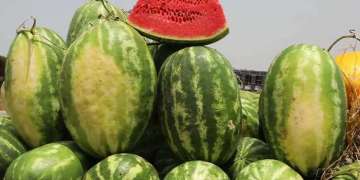 قفزة في صادرات البطيخ المغربي إلى أوروبا… ومخاوف بيئية تتصاعد في الجنوب الشرقي