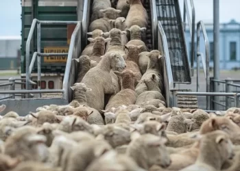 ارتفاع القطيع الوطني إلى أزيد من 32 مليون رأس يدفع إلى إلغاء تعليق الرسوم الجمركية على استيراد الأغنام والماعز