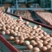 رابطة الدفاع عن حقوق المستهلكين تحذر من استمرار ارتفاع أسعار البيض وتطالب بفتح تحقيق في شبهات الاحتكار