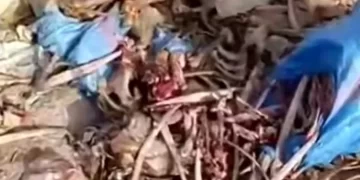 حبس ناشر فيديو “جماجم الحمير” بواد أمليل لـ8 أشهر نافذة بعد إدانته بتهم تشهير وتضليل