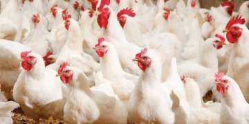 أسعار الدواجن والبيض تحلق عالياً… والمستهلك المغربي تحت الضغط