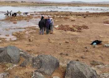 سيول جارفة تتسبب في خسائر كبيرة بمحاصيل البصل في بولمان