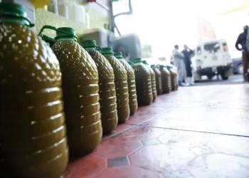 وفرة إنتاج زيت الزيتون في المغرب تُقلّص الأسعار وتثير القلق لدى المهنيين