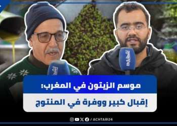موسم الزيتون في المغرب: إقبال كبير ووفرة في المنتوج