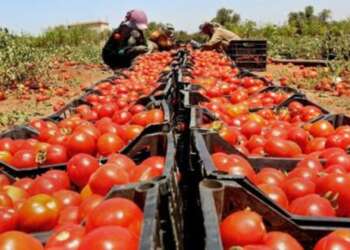 المغرب في المرتبة 14 عالمياً في إنتاج الطماطم