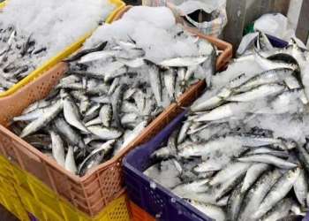 الحكومة نوقف تصدير السردين المجمّد ابتداءً من فاتح فبراير