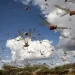 تنبيه دولي يضع الجراد الصحراوي تحت المجهر بالمغرب
