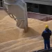 المغرب يعزز وارداته من الحبوب الروسية وسط تحولات الأمن الغذائي العالمي