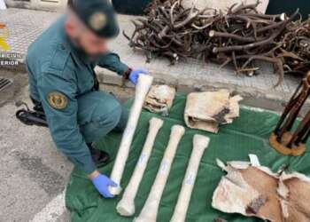 الحرس المدني الإسباني يصادر شحنة بقايا حيوانات إفريقية محمية يُشتبه قدومها من المغرب