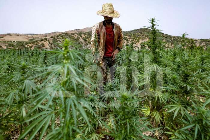 زراعة القنب الهندي القانوني في شفشاون إنتاج يتضاعف وإقبال متزايد للفلاحين 