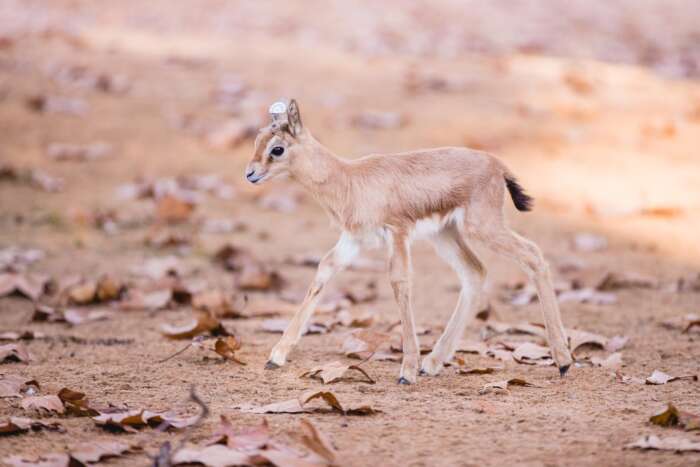 ولادات نوعية بحديقة الرباط تعزز موقعها كقلعة لحماية التنوع البيولوجي 
