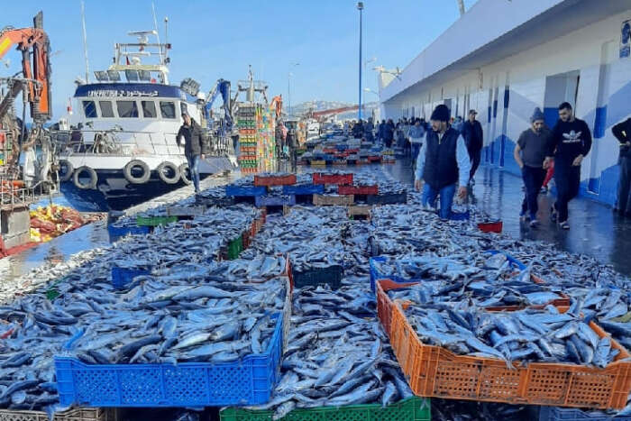 تراجع لافت في نشاط الصيد بميناء الناظور انخفاض الكميات والقيمة مع بداية 2026 