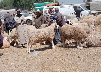 قبل شهر من العيد.. أسواق الأضاحي بين وفرة العرض وانتظار المشترين