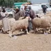 قبل شهر من العيد.. أسواق الأضاحي بين وفرة العرض وانتظار المشترين