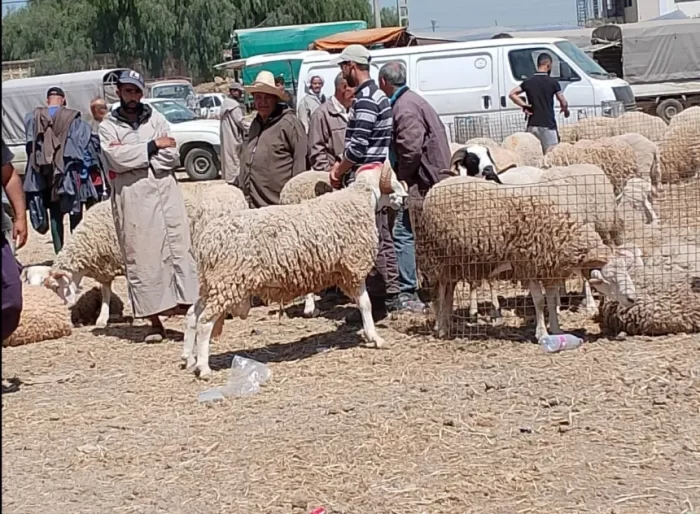 قبل شهر من العيد.. أسواق الأضاحي بين وفرة العرض وانتظار المشترين 