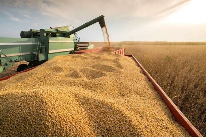 مؤشرات إيجابية لموسم القمح بالمغرب وسط تحسن ملحوظ في التساقطات المطرية 