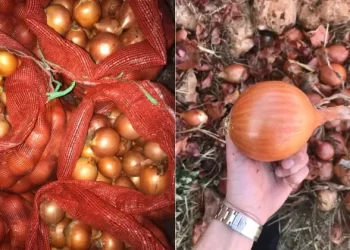 ندرة البصل تفرض واقعاً جديداً بالأسواق المغربية… والاستيراد يسد الخصاص