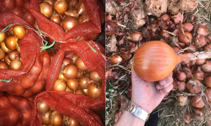 ندرة البصل تفرض واقعاً جديداً بالأسواق المغربية والاستيراد يسد الخصاص 