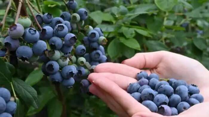 روسيا تعلّق تسويق شحنة توت أزرق مغربي بسبب اكتشاف آفة زراعية ضارة 