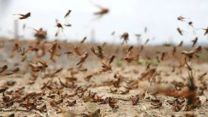 لفتيت يحذر من تحرك أسراب الجراد شمالاً.. تعبئة ميدانية وجوية لحماية المجال الفلاحي 