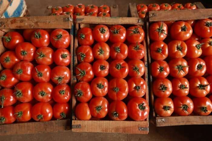 الطماطم تُلهب جيوب المغاربة 