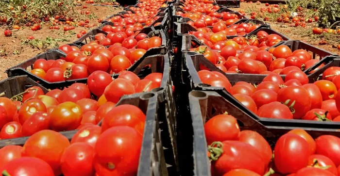 تقليص صادرات المغرب يشعل أسعار الطماطم بأوروبا ويكشف هشاشة الأسواق الخارجية 
