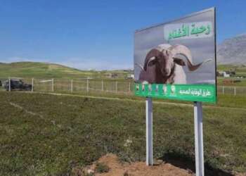 تطوان.. سوق الأضاحي خارج مدار الحضري يعمّق معاناة الساكنة ويرفع كلفة العيد