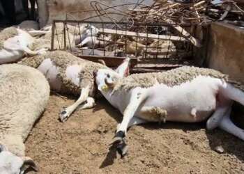لغز نفوق جماعي لأغنام يربك دوار القنطرة بوزان