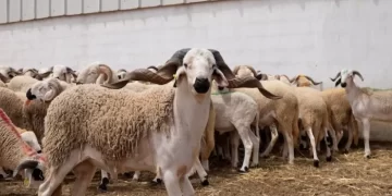 رغم دعم المليارات ووفرة القطيع.. لماذا يواصل “الحولي” استنزاف جيوب المغاربة؟