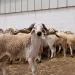 رغم دعم المليارات ووفرة القطيع.. لماذا يواصل “الحولي” استنزاف جيوب المغاربة؟