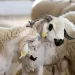 الحكومة تعتمد إجراءات تنظيمية لضبط تسويق أضاحي عيد الأضحى 1447 هـ