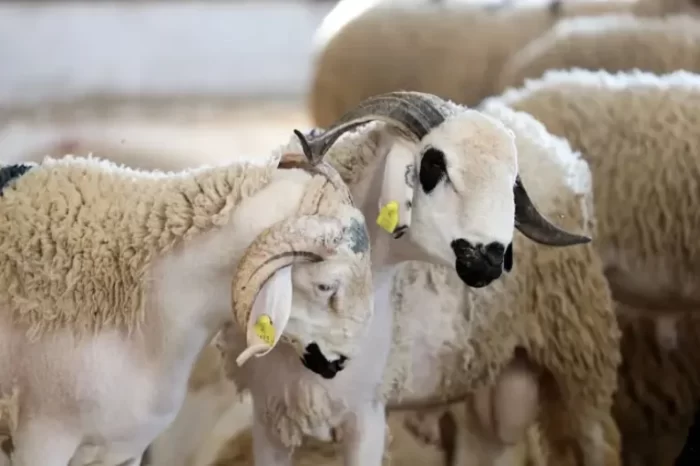 الحكومة تعتمد إجراءات تنظيمية لضبط تسويق أضاحي عيد الأضحى 1447 هـ 
