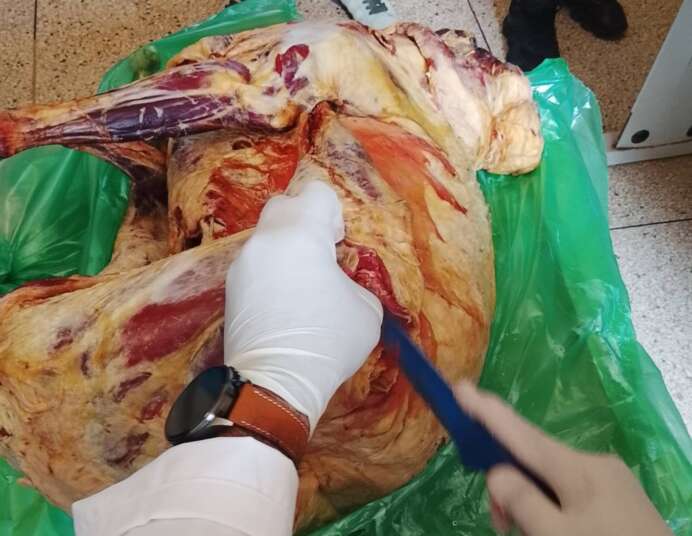 أسرة بالدروة تتخلص من أضحية بعد ثبوت إصابتها باليرقان وشكاية تفتح باب التحقيق 