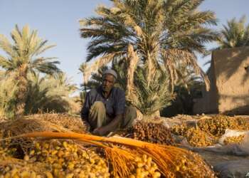 تحسن مرتقب في إنتاج التمور بالمغرب خلال موسم 2026-2027