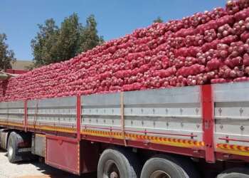 واردات المغرب من البصل تقفز إلى مستويات قياسية وسط تراجع الإنتاج المحلي