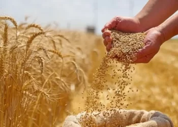المغرب يستأنف استيراد القمح ابتداءً من شتنبر لسد عجز الإنتاج المحلي