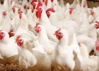 انخفاض جديد في أسعار الدجاج بالمغرب.. تراجع بـ1.5 درهم للكيلوغرام